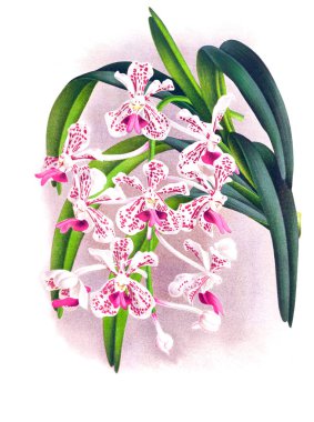 Orkide çiçek beyaz arka plan