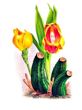 Orkide çiçek beyaz arka plan