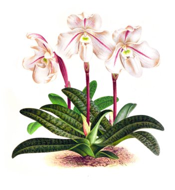 Orkide çiçek beyaz arka plan