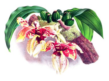 Orkide çiçek beyaz arka plan