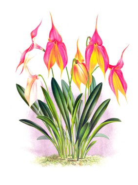 Orkide çiçek beyaz arka plan