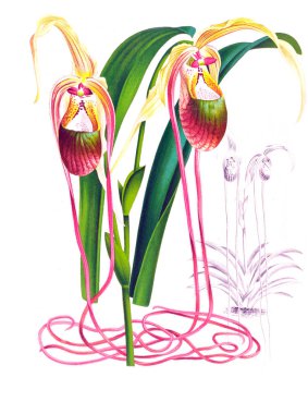 Orkide çiçek beyaz arka plan