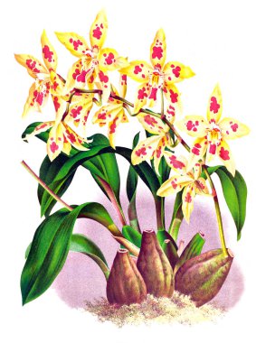 Orkide çiçek beyaz arka plan