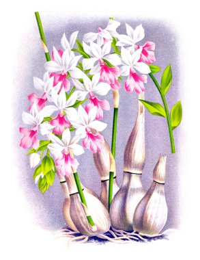 Orkide çiçek beyaz arka plan