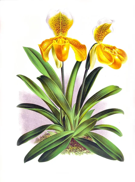 Орхідея Квітка Білий Фон — стокове фото