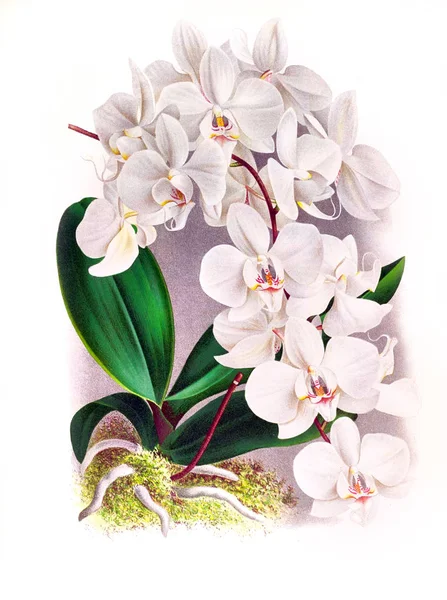 Fondo Bianco Del Fiore Del Orchid — Foto Stock