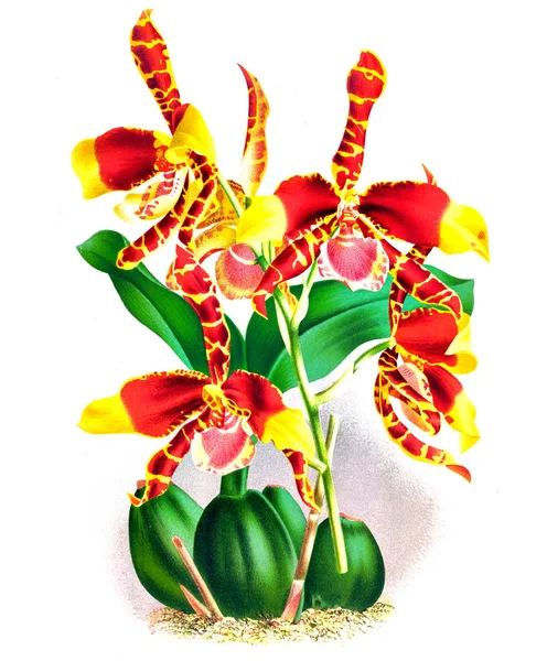 Orkide çiçek beyaz arka plan