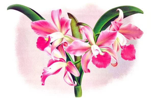 Fondo Bianco Del Fiore Del Orchid — Foto Stock