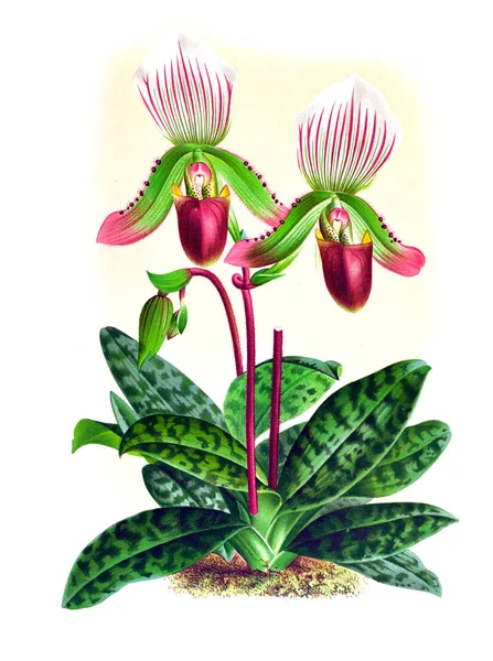 Orkide çiçek beyaz arka plan