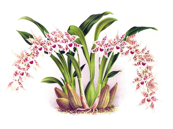 Orkide çiçek beyaz arka plan