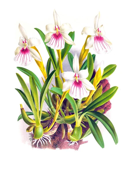 Orkide çiçek beyaz arka plan