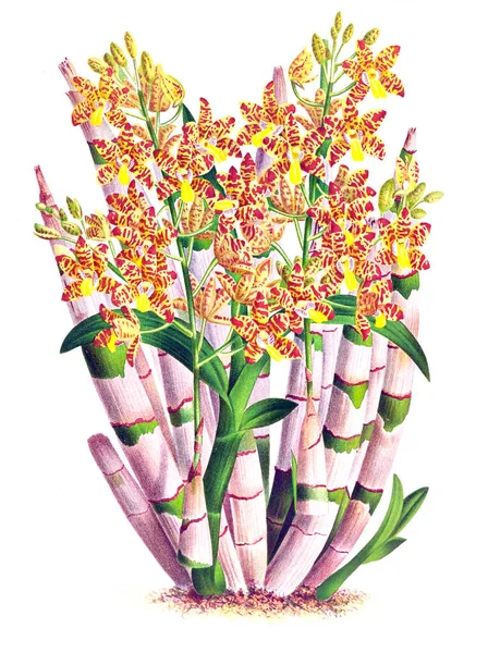 Orkide çiçek beyaz arka plan