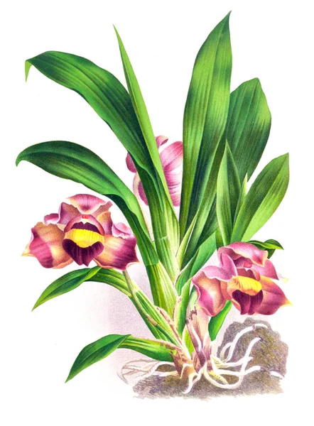 Orkide çiçek beyaz arka plan