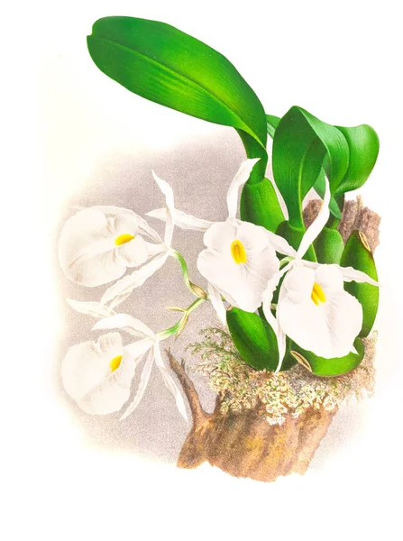 Orquídea Flor Fondo Blanco — Foto de Stock