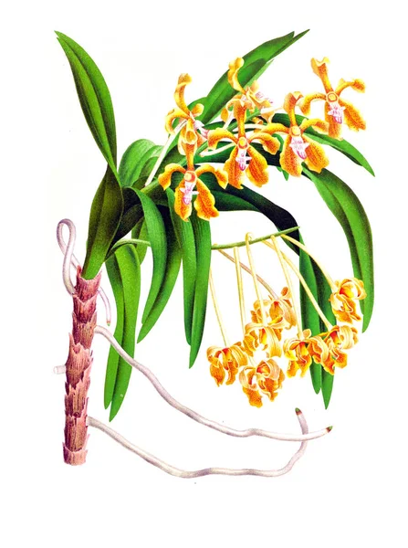 Orkide çiçek beyaz arka plan