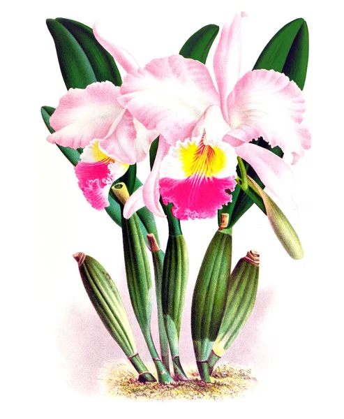 Orkide çiçek beyaz arka plan