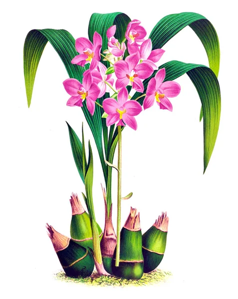 Orkide çiçek beyaz arka plan