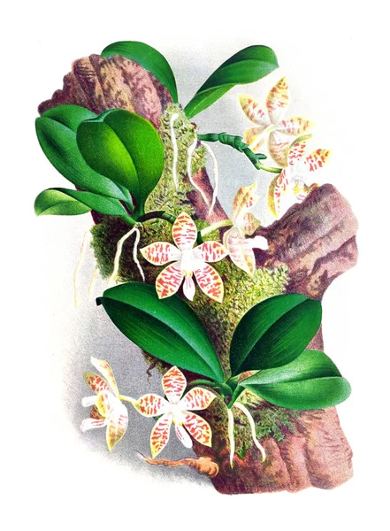 Orkide çiçek beyaz arka plan