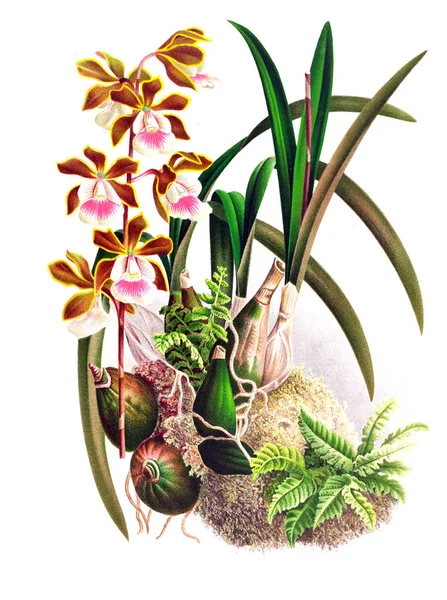 Fondo Bianco Del Fiore Del Orchid — Foto Stock