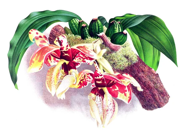 Orkide çiçek beyaz arka plan