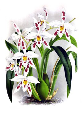 Orkide çiçek beyaz arka plan