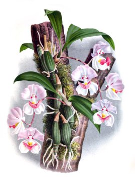 Orkide çiçek beyaz arka plan