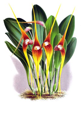 Orkide çiçek beyaz arka plan