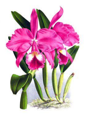 Orkide çiçek beyaz arka plan