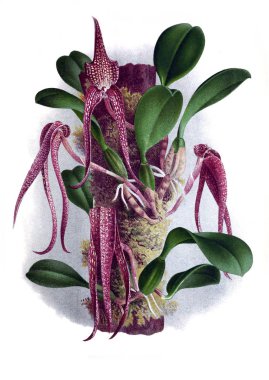 Orkide çiçek beyaz arka plan