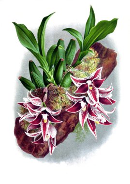 Orkide çiçek beyaz arka plan