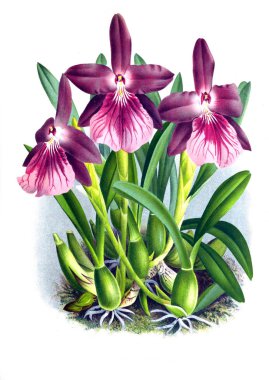 Orkide çiçek beyaz arka plan