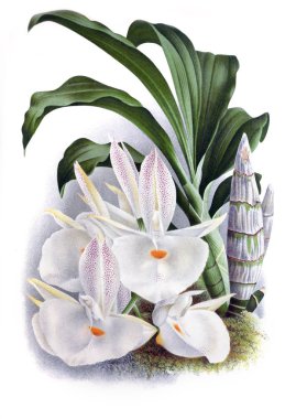 Orkide çiçek beyaz arka plan