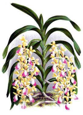 Orkide çiçek beyaz arka plan