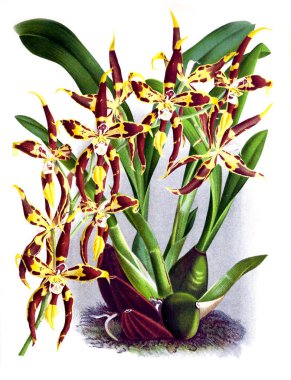 Orkide çiçek beyaz arka plan