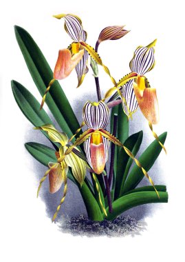 Orkide çiçek beyaz arka plan