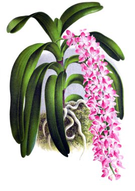 Orkide çiçek beyaz arka plan