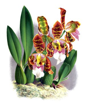 Orkide çiçek beyaz arka plan