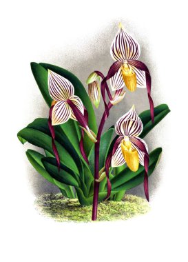 Orkide çiçek beyaz arka plan