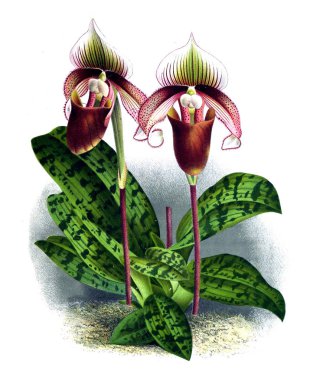 Orkide çiçek beyaz arka plan