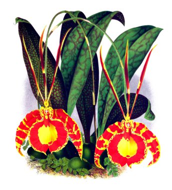 Orkide çiçek beyaz arka plan