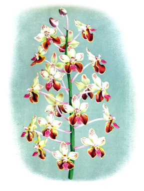 Orkide çiçek beyaz arka plan