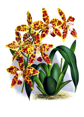 Orkide çiçek beyaz arka plan