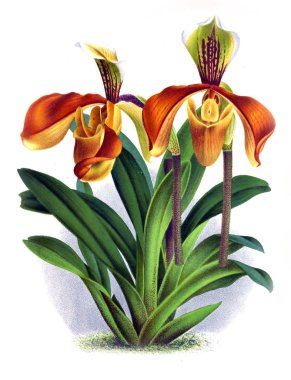 Orkide çiçek beyaz arka plan