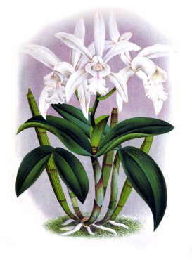 Orkide çiçek beyaz arka plan