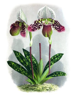 Orkide çiçek beyaz arka plan