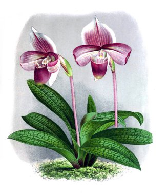 Orkide çiçek beyaz arka plan