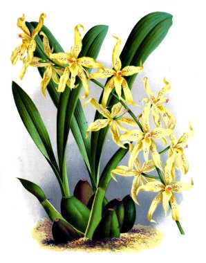 Orkide çiçek beyaz arka plan