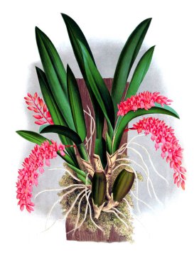 Orkide çiçek beyaz arka plan