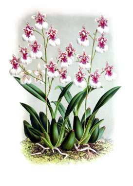 Orkide çiçek beyaz arka plan