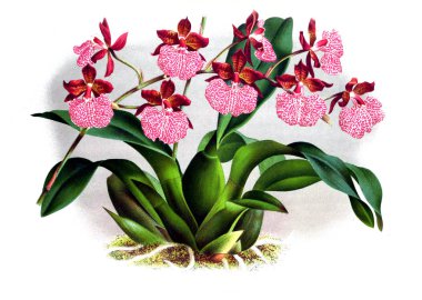 Orkide çiçek beyaz arka plan